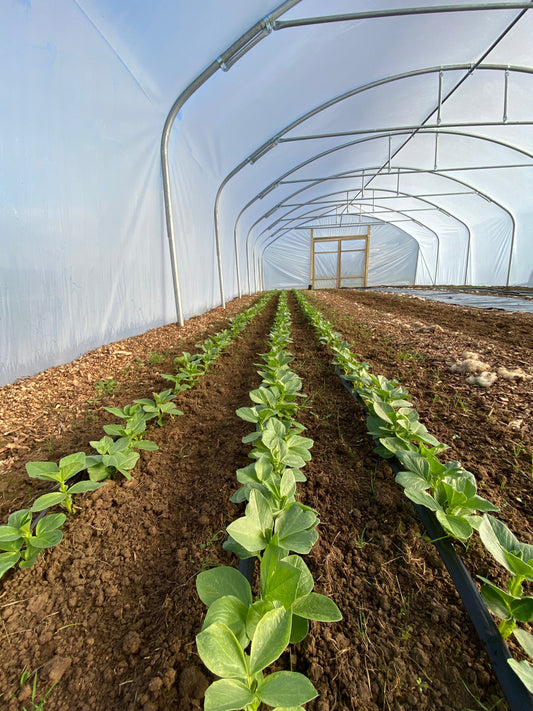 Early Broad Beans and Preparing for the Season Ahead